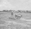 Tilling the fields for the planting of rice