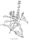 THE TULSI.