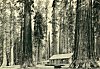 CABIN IN MARIPOSA GROVE<BR>
<I>Photo J. T. Boysen</I>