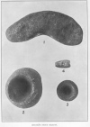 Plate 21. DIEGUEÑO STONE OBJECTS