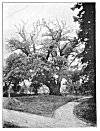 PLATE XII. TREE.<BR>
Eastwood Oak, Tarrington.