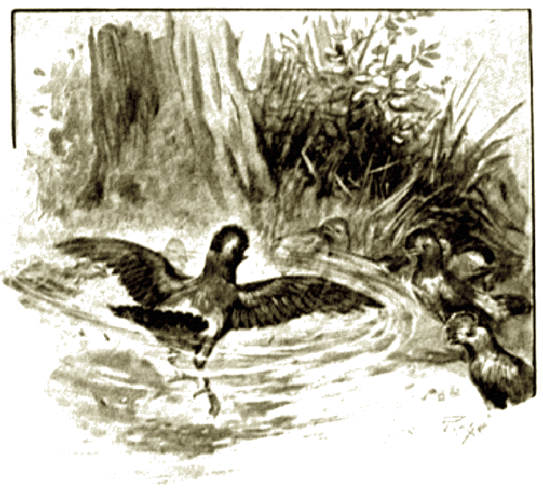 Illustration