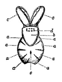Cambridgea fasciata image