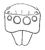 Caput of Attus ___ image