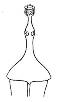 Walckenaëra acuminata image