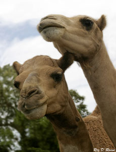 camels