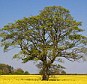 Under threat: Ashes are Britain's third most common tree