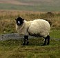 In danger: Experts have reported that sheep are being dismembered on on Dartmoor, Devon - or stolen alive to be killed later