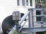 Marching orders: A black bear was told just how welcome it was when a woman whose property it was exploring came right up to it and shouted at it to go away