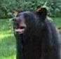 Black bear explores home and eats birdseed in September video