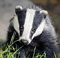 Animal rights protestors are planning a high-profile campaign against the Government's proposed badger cull