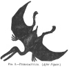 FIG. 2.—PTERODLCTYLUS. (<i>After Figuier</i>.)