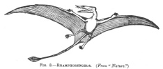 FIG. 3.—RHAMPHORYNCHUS. (From 