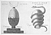 PLATE XXIX. A. <i>Deus Lunus</i>. B. <i>Ophis et Ovum Mundanum</i>.<br> (From <i>Ancient Mythology</i>; Jacob Bryant, 1774, Vol. Il)