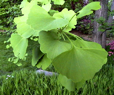 Ginkgo