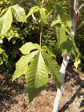 Red Horse Chestnut