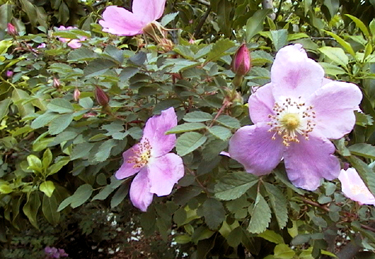 Wild Rose