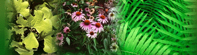 Blood Root, Echinacea and Fern