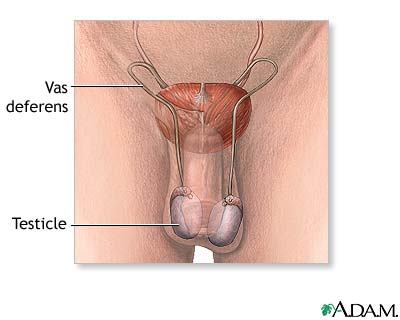 Male reproductive anatomy