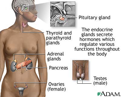 Endocrine glands