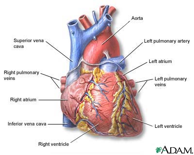 Heart, front view