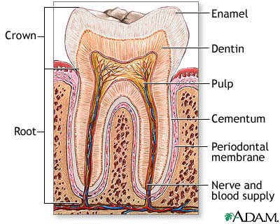 Tooth anatomy Tooth anatomy