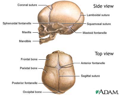 Skull of a newborn Skull of a newborn