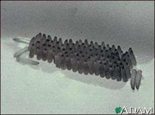 Mosquito, egg raft Mosquito, egg raft