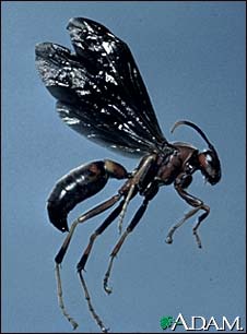 Wasp Wasp