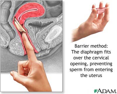 The diaphragm The diaphragm