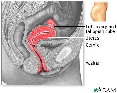 Side sectional view of female reproductive system