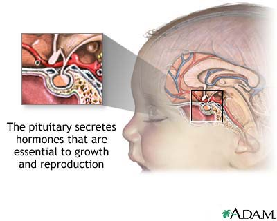 The pituitary gland The pituitary gland