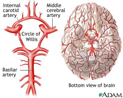 Circle of Willis Circle of Willis