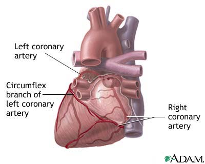 Posterior heart arteries Posterior heart arteries