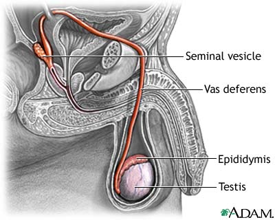 Pathway of sperm