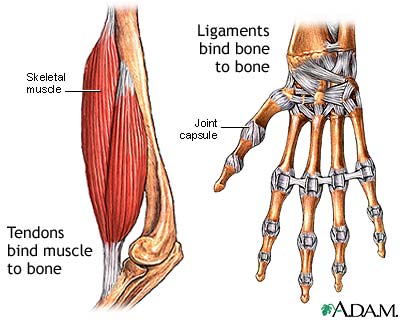 Tendon vs. ligament Tendon vs. ligament