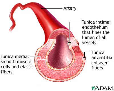 Artery cut section