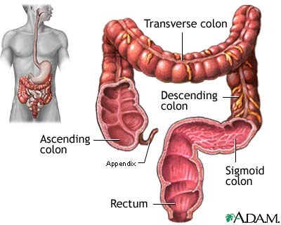 Large intestine