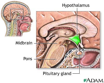 Hypothalamus Hypothalamus