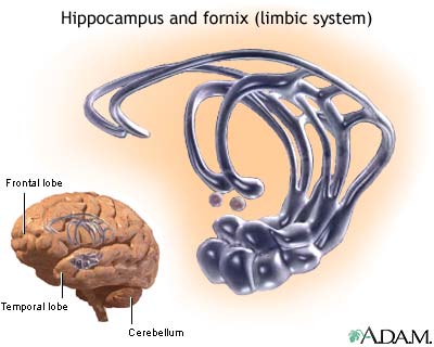 Limbic system