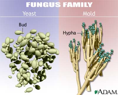 Yeast and mold