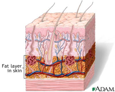 Fat layer in skin Fat layer in skin