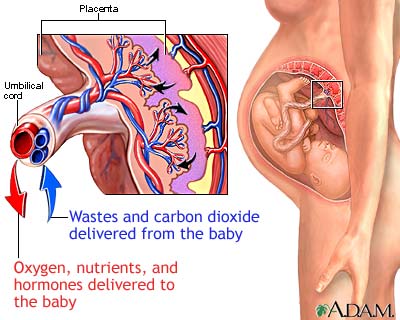 Placenta Placenta