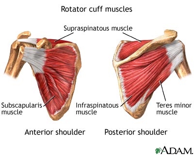 Rotator cuff muscles Rotator cuff muscles