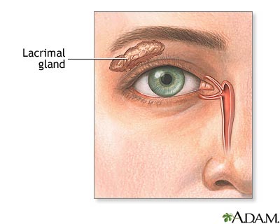 Lacrimal gland Lacrimal gland