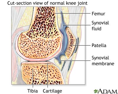 Synovial fluid