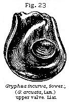 Fig. 23: 
Gryphæa incurva.