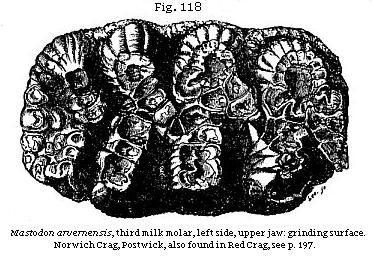 Fig. 118: <i>Mastodon arvernensis,</i> third milk molar, left side, upper jaw: grinding surface. Norwich Crag, Postwick, also found in Red Crag, see p. 197.