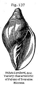 Fig. 137: Voluta Lamberti.