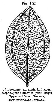 Fig. 155: Cinnamomum Rossmässleri.